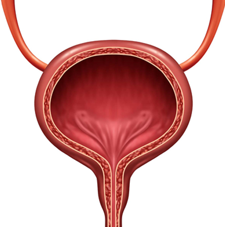 blader cancer stem cell therapy